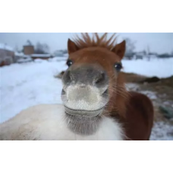 cheval