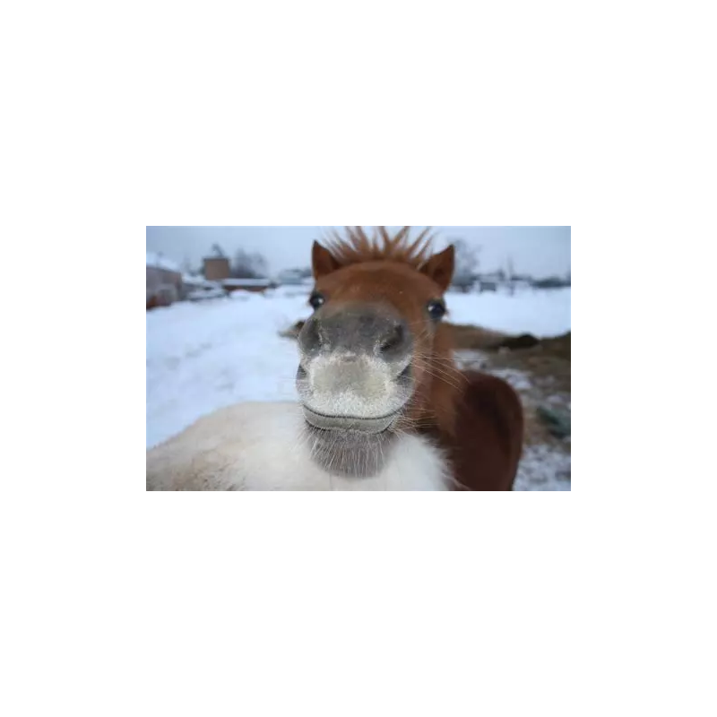 cheval