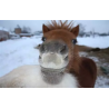 cheval
